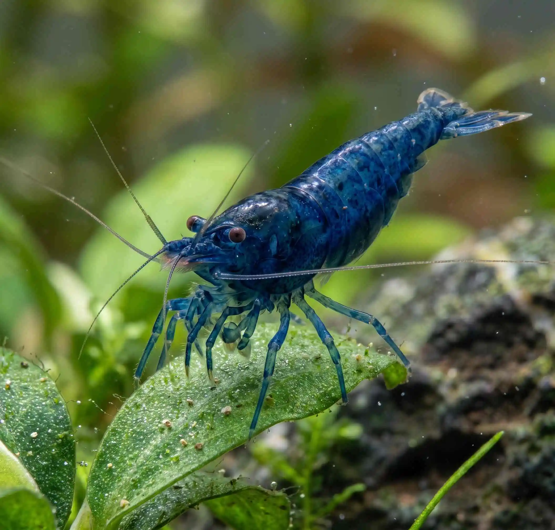Neocaridina shrimp
