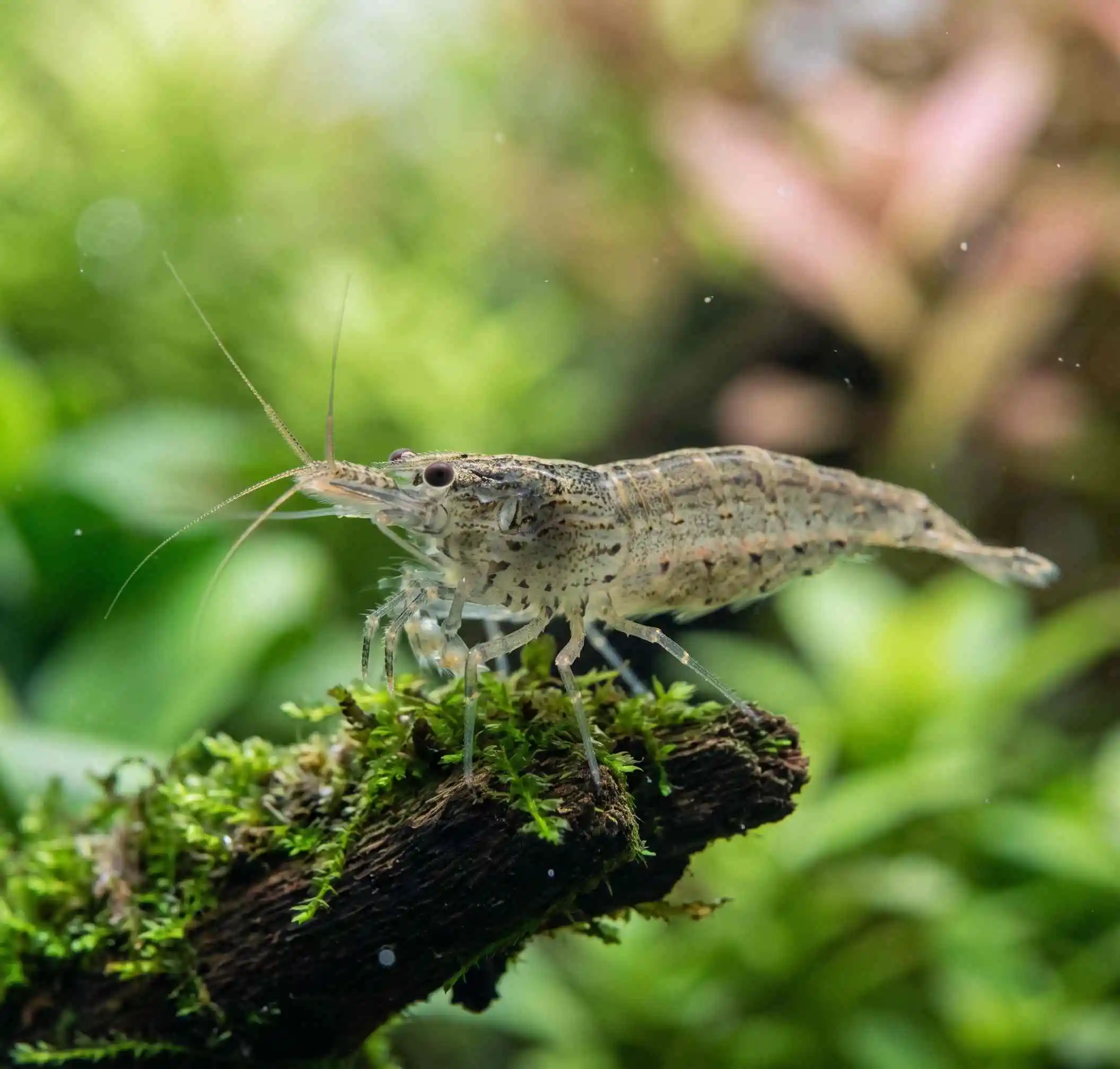 amano shrimp