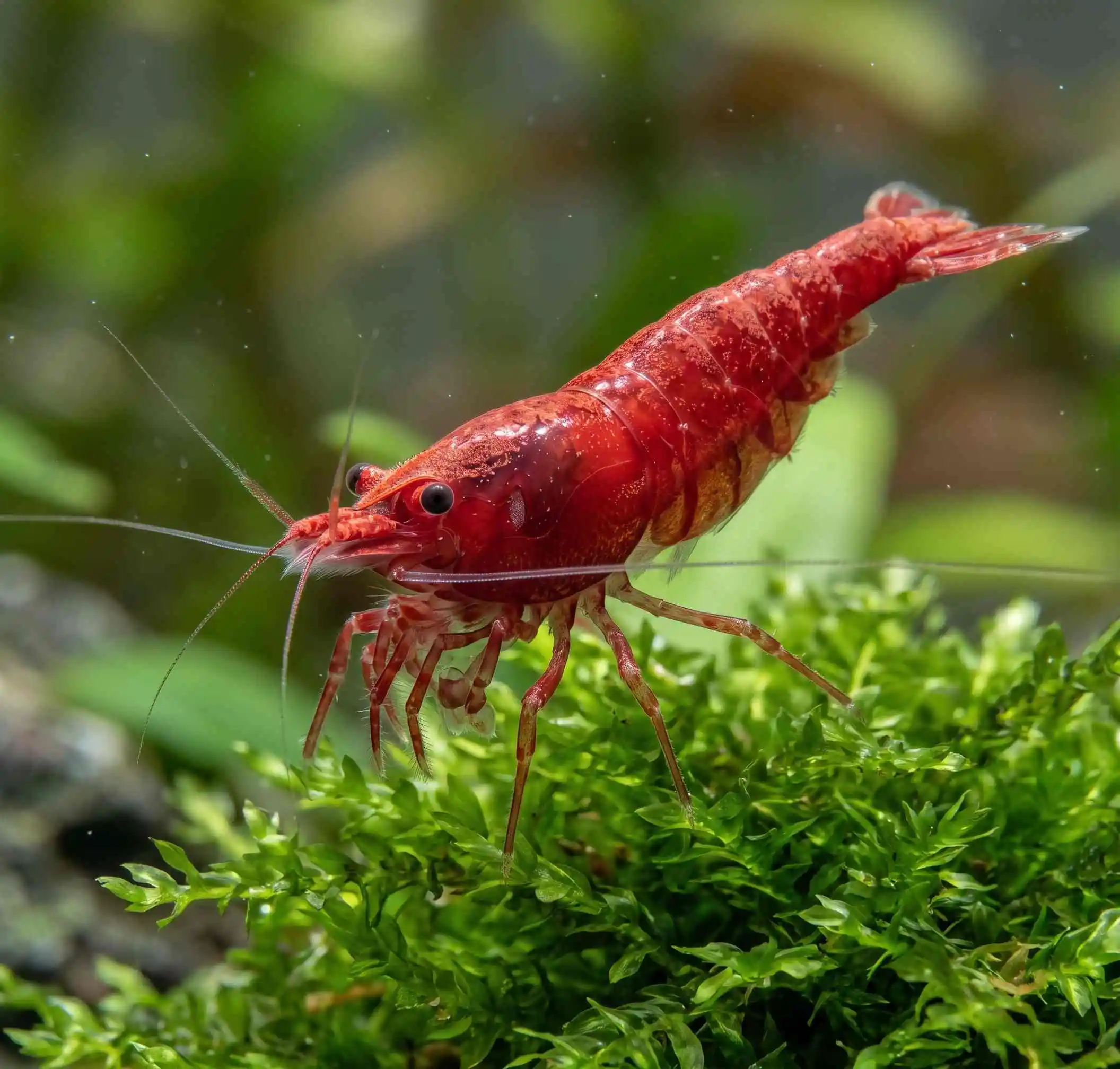 cherry shrimp