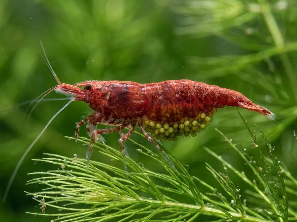 breeding and planning for young cherry shrimp