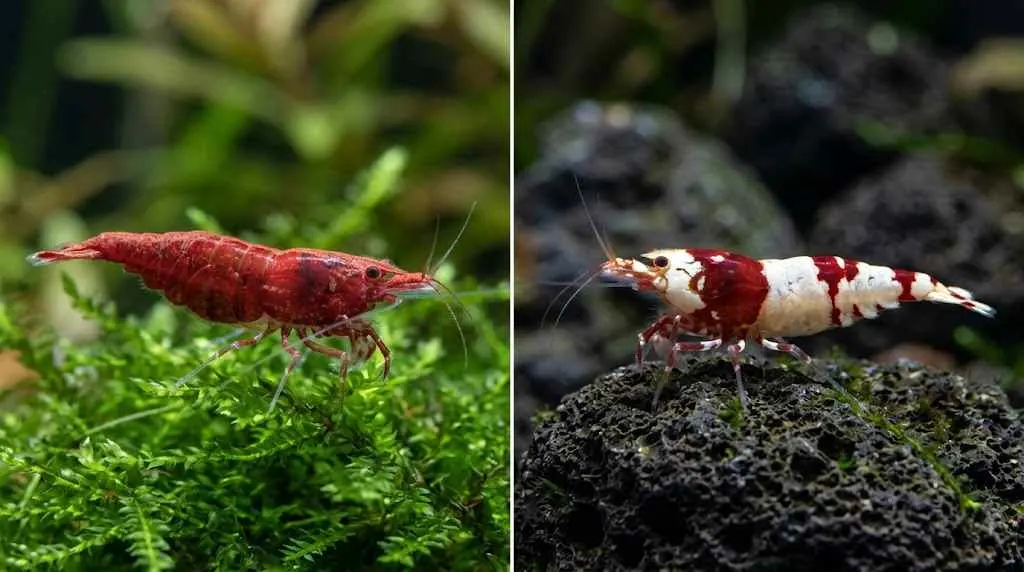 caridina vs neocaridina