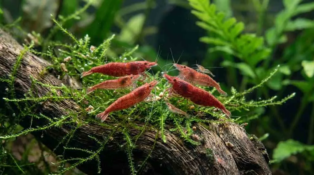 freshwater shrimp, cherry shrimp