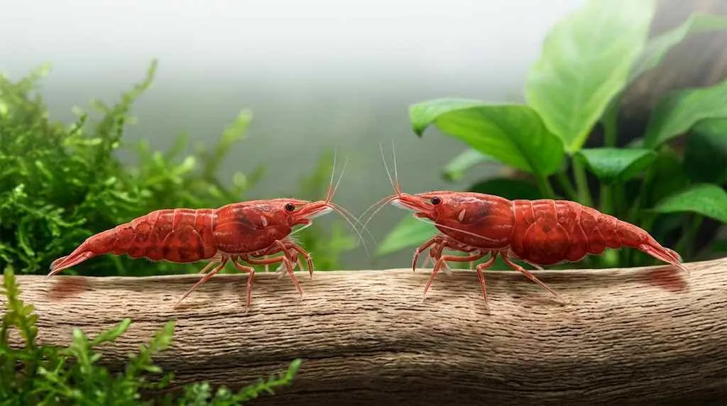 featured image adult male vs female cherry shrimp