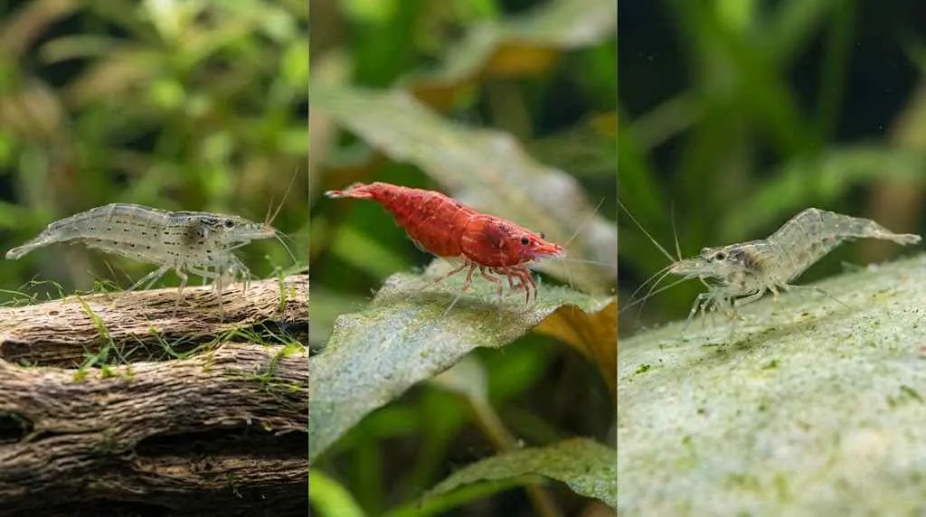 Featured image Amano, cherry and ghost shrimp comparison