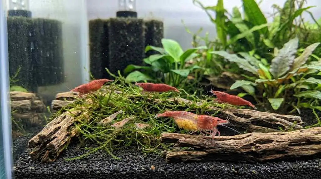 featured image established neocaridina shrimp breeding