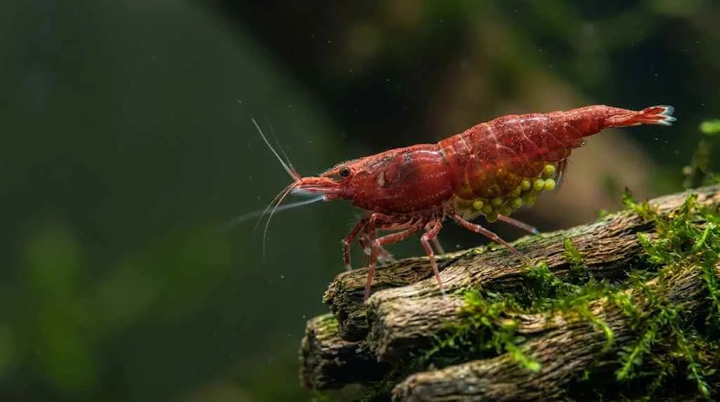 featured image pregnant cherry shrimp carrying eggs