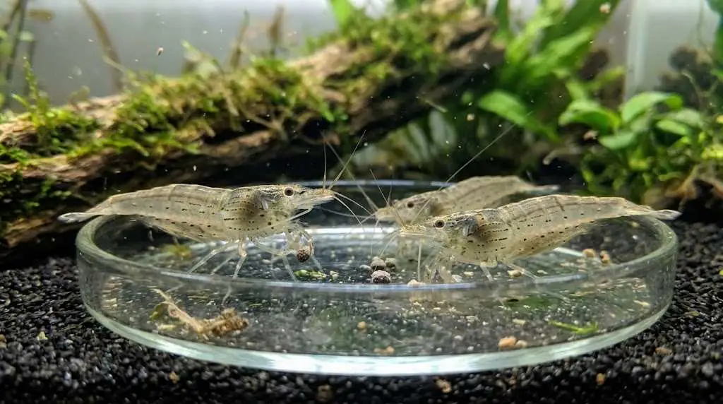 Feeding make sure the shrimp actually receive food