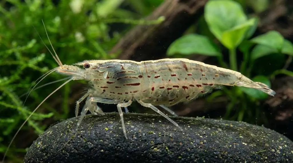 dentification is it really an amano shrimp