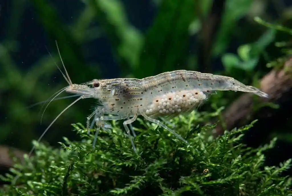 Breeding Amano Shrimp
