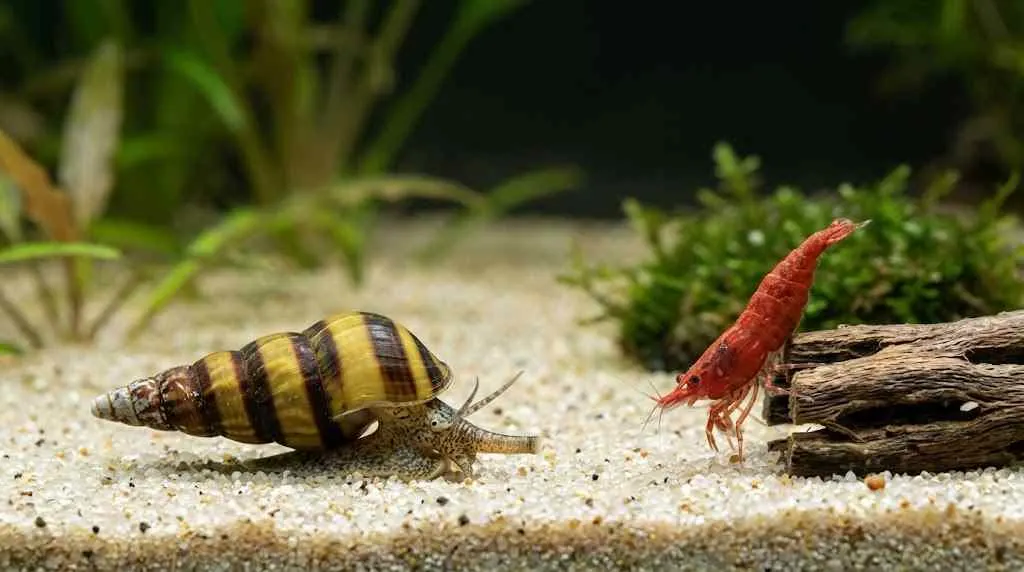 featured image do assassin snails eat shrimp