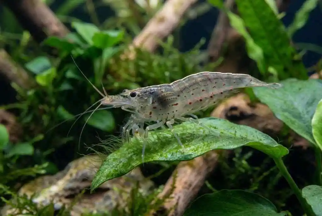 What Do Amano Shrimp Eat, caridina japonica amano shrimp