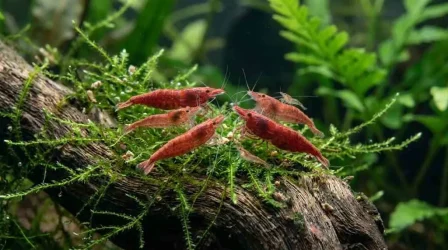 freshwater shrimp, cherry shrimp